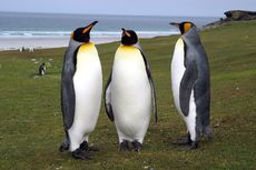 Königspinguin (25 von 84).jpg